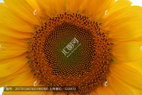 漂亮的向日葵