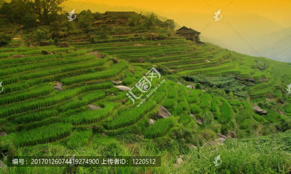 稻田-匯圖網(wǎng) www.fosd68.com 稻田