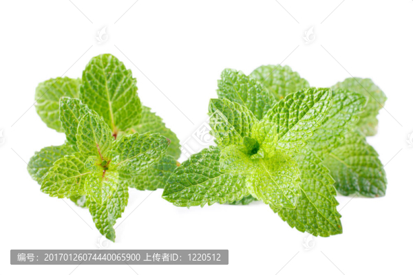兩薄荷干