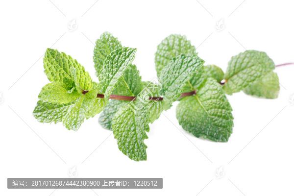 薄荷莖