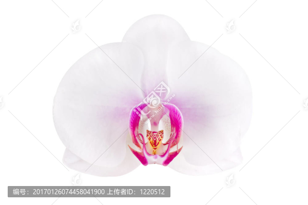 孤立的蘭花