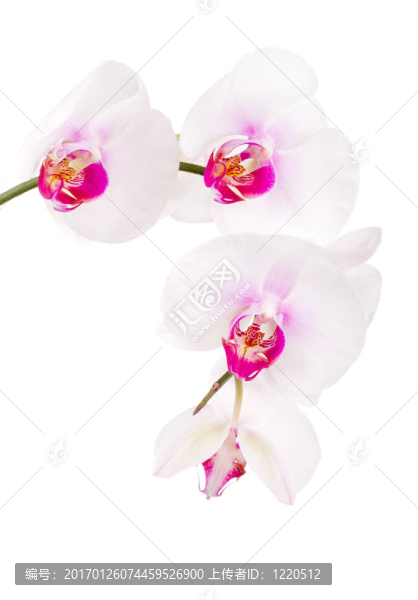 蘭白