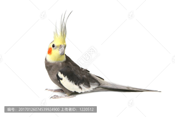 可愛(ài)的灰色好奇的鸚鵡