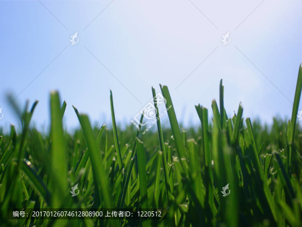夏天的草