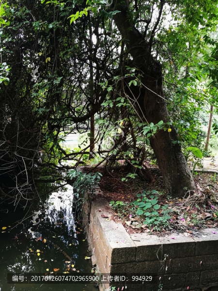 深圳東湖公園綠色森林