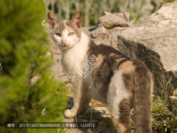 貓在自然環(huán)境中回頭看
