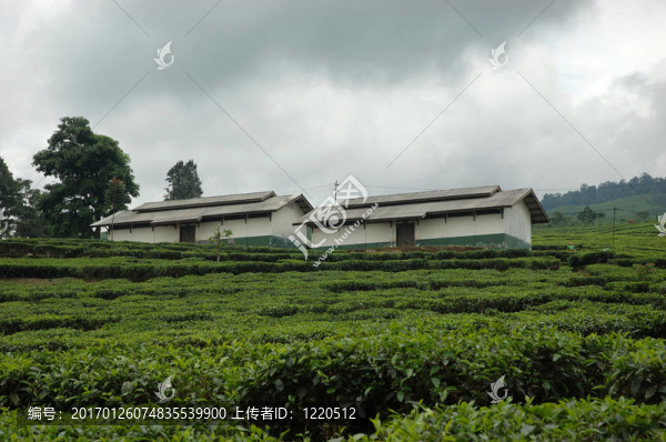 茶園