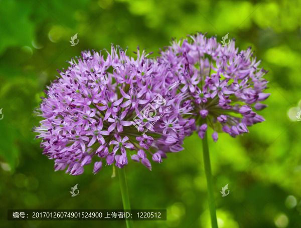 蔥紫色迷情花園里