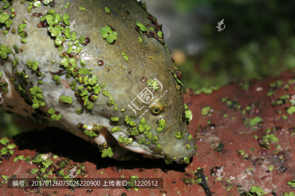 巨龜-凱奧拉德奧國家公園；阿格拉；印度