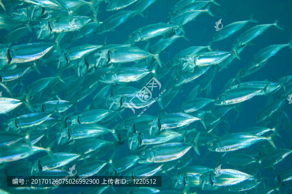 條紋的魚