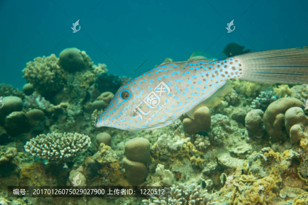 鲀魚