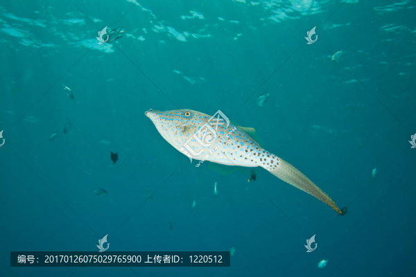 鲀魚