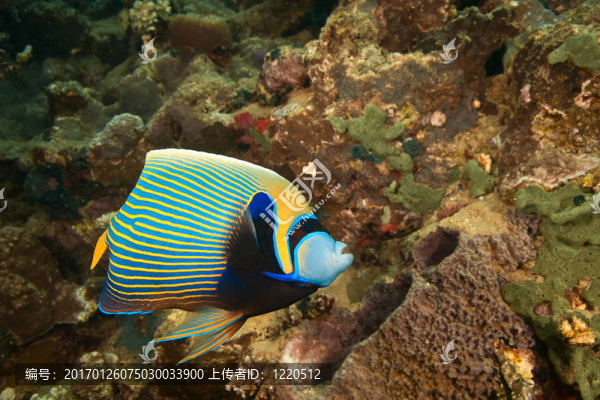 皇帝神仙魚