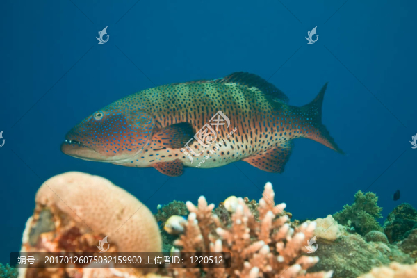 coralgrouper