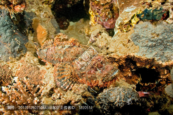 蝎子魚