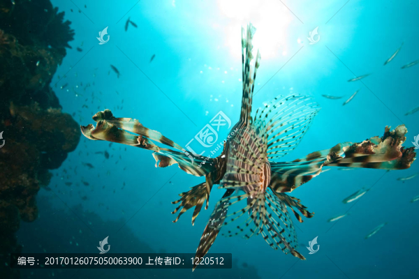 獅子魚