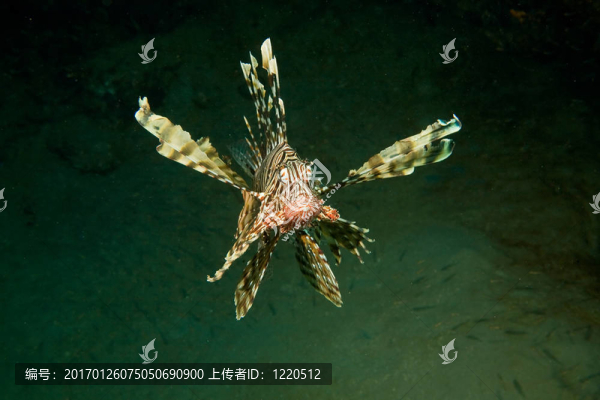 獅子魚