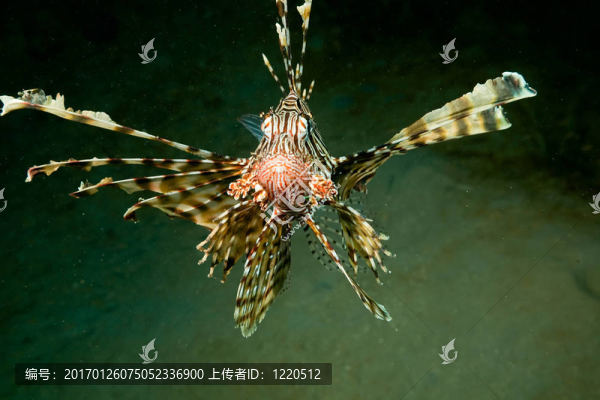 獅子魚