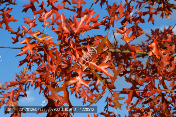 紅橡樹(shù)的葉子