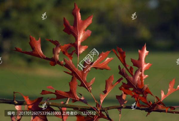 紅色的葉子