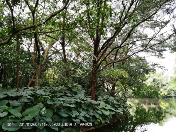 深圳東湖公園綠色森林