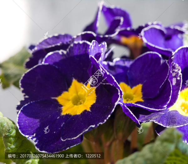 報春花