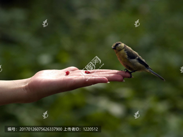 真正的鳥在手