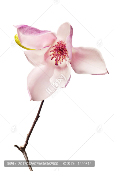 簡花玉蘭