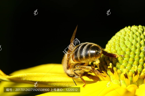 工作的蜜蜂