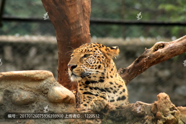 老虎看