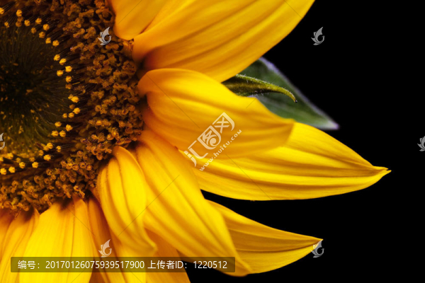 葵花分離