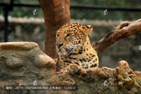 動物園的老虎