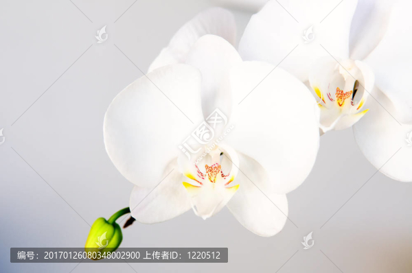 白蘭花