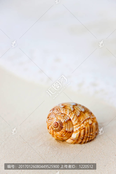 海灘上的貝殼