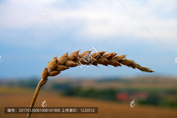 小麥