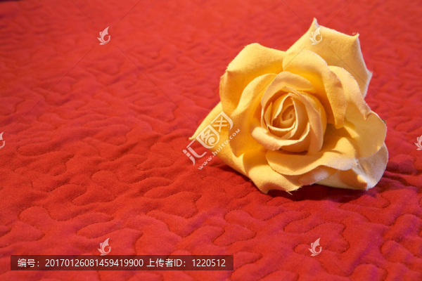 紅色背景上的花