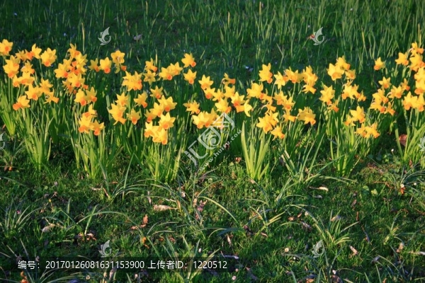 水仙花