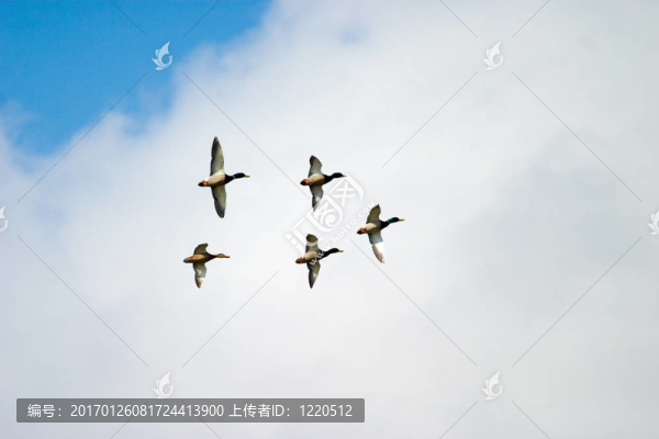 野鴨飛