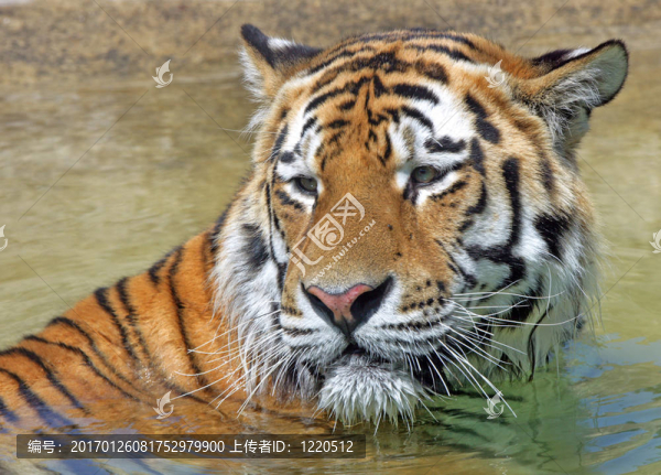 孟加拉虎