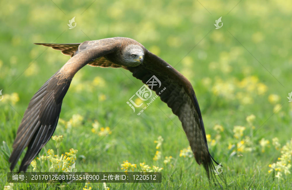 黑色的風(fēng)箏
