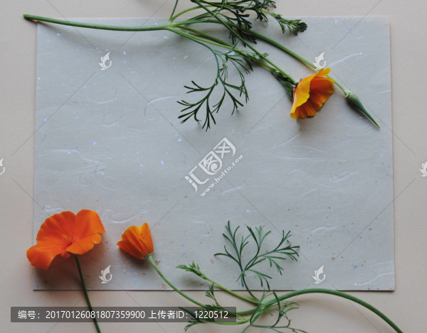 加利福尼亞罌粟花的美紋紙