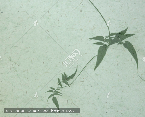 茉莉花茉莉花在紋理背景上的研究