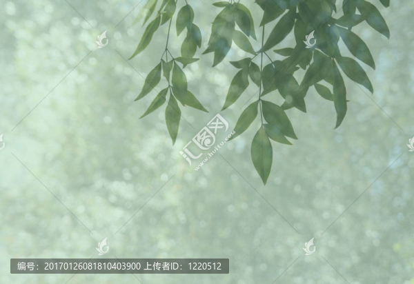 南天竹和散景