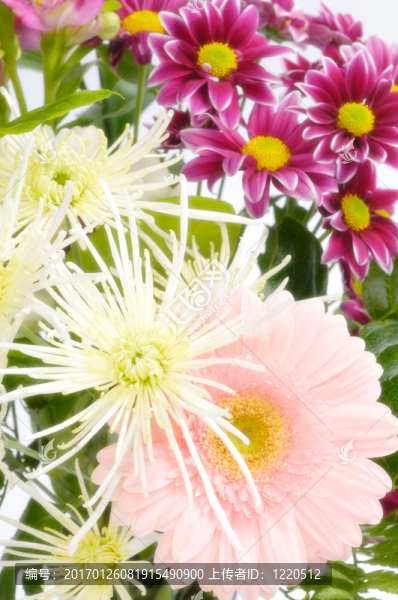 春天的花朵