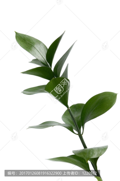 綠色植物