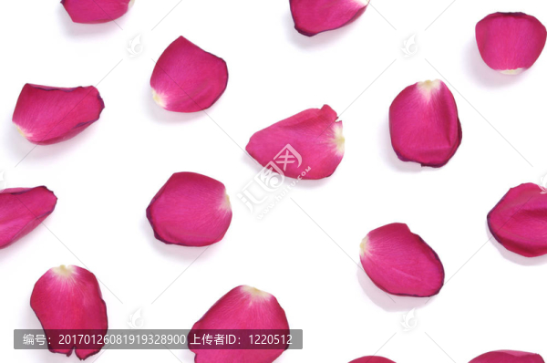 玫瑰花瓣