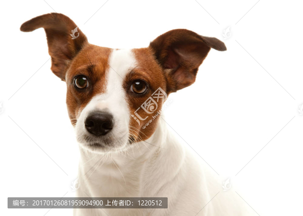 一個(gè)可愛的杰克羅素梗的肖像