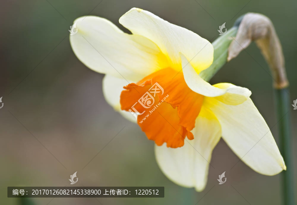 水仙花