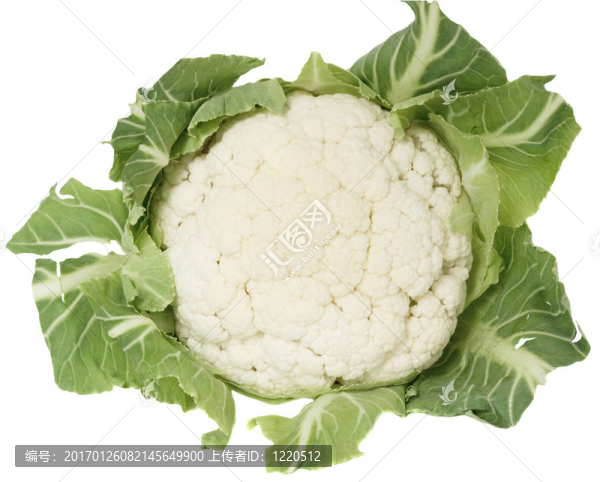 單菜花