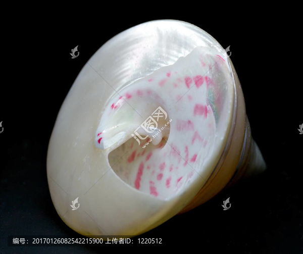 殼牌黑3